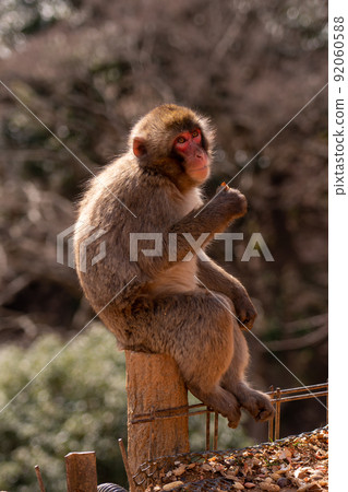 嵐山猴子公園岩田山在京都 92060588