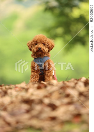 一隻狗 一隻狗 92060695