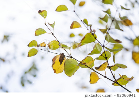 Katsura's autumn leaves Katsura's autumn leaves 92060941