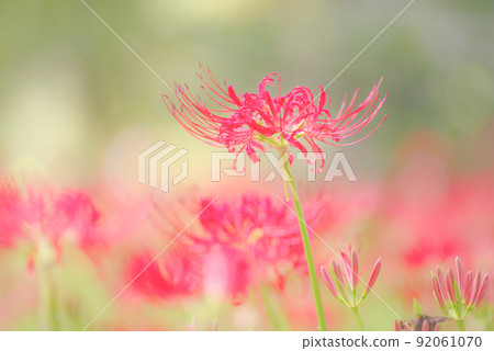 Cluster amaryllis 92061070