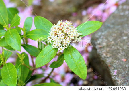 Miyamashikimi之花 Miyamashikimi之花 92061083