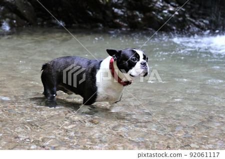 強大的波士頓梗犬在以柚子之鄉而聞名的諸山鎮宿谷之瀧瀑布的河流中舒適地看著風景 強大的波士頓梗犬在以柚子之鄉而聞名的諸山鎮宿谷之瀧瀑布的河流中舒適地看著風景 92061117