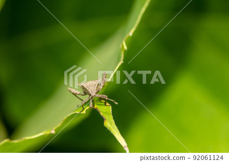 Hojoki bug 92061124