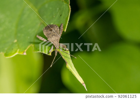Hojoki bug 92061125