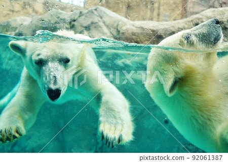 Polar bear baby and mother born at Asahiyama Zoo 92061387