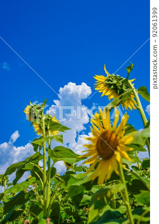 Sunflower 92061399