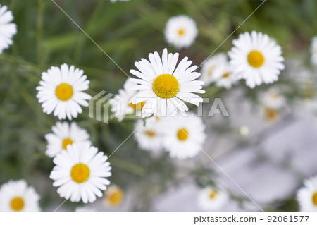 Chrysanthemum flower, Gangneung-si, Gangwon-do Chrysanthemum flower, Gangneung-si, Gangwon-do 92061577