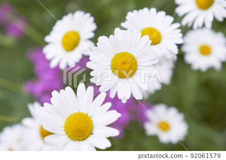 Chrysanthemum flower, Gangneung-si, Gangwon-do Chrysanthemum flower, Gangneung-si, Gangwon-do 92061579