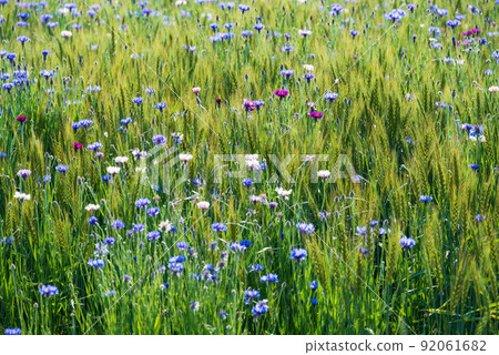 在麥田開花的羅傑斯鬼臼 92061682