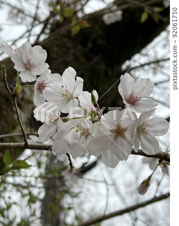 Cherry Blossoms	 92061750