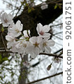 Cherry Blossoms	 92061751