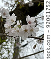 Cherry Blossoms	 92061752