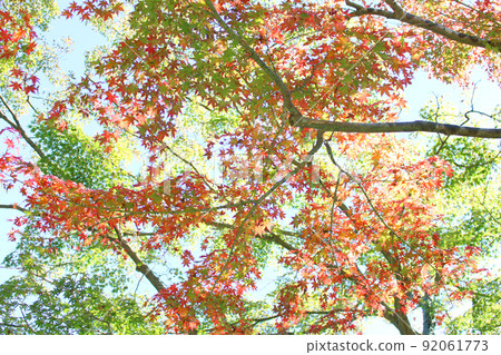 Colorful Maple Colorful Maple 92061773