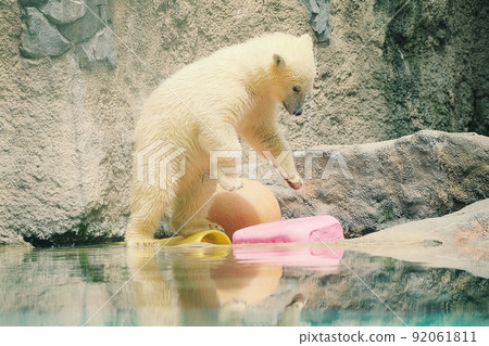 旭山動物園出生的北極熊寶寶 旭山動物園出生的北極熊寶寶 92061811