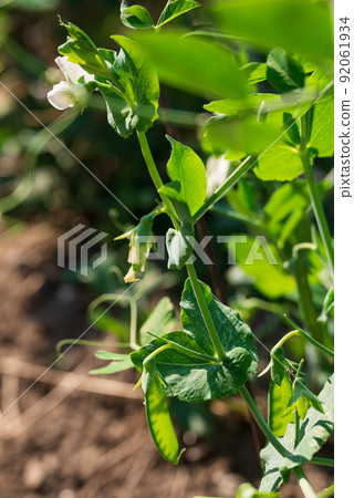 豌豆開出白花 豌豆開出白花 92061934