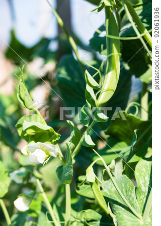 豌豆開出白花 豌豆開出白花 92061936
