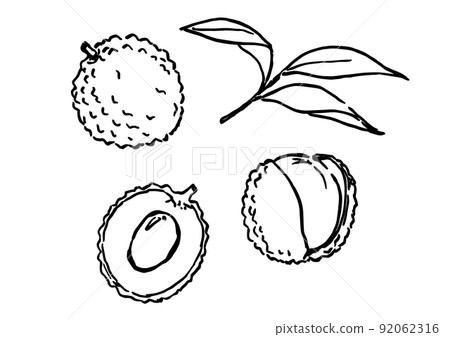 簡單的插圖線畫荔枝 92062316