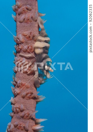 Muchikaramatsu shrimp Okinawa sea underwater photograph Muchikaramatsu shrimp Okinawa sea underwater photograph 92062335