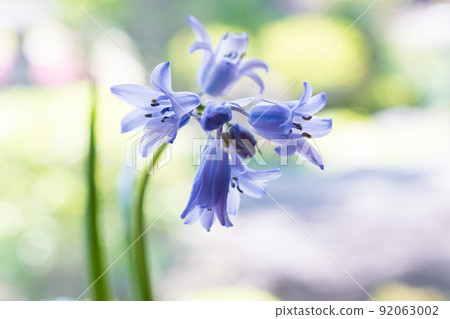Tsurigane 水仙開出漂亮的淡紫色花朵 92063002