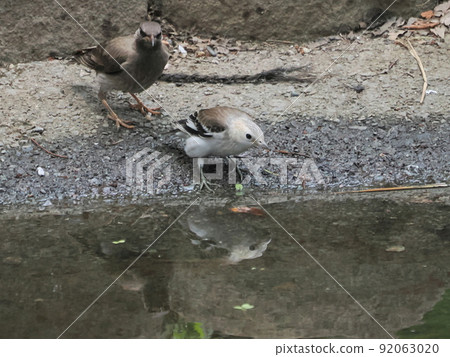 Chestnut-cheeked female right and young starling drinking water in a small pond in the park 92063020