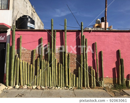 在墨西哥瓦哈卡拍攝的柱狀仙人掌 92063061