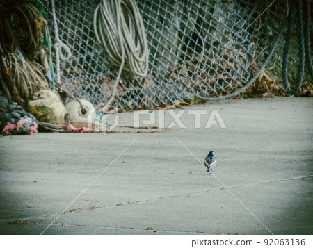 Motacilla walking in Kashinai fishing port 92063136