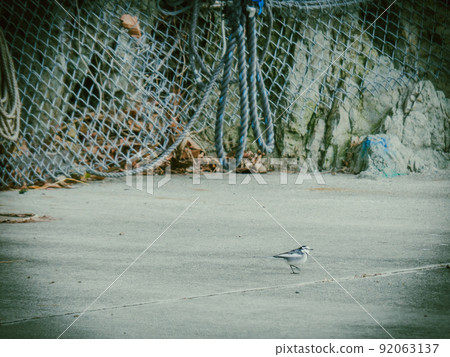Photographing a motacilla facing sideways at a fishing port Photographing a motacilla facing sideways at a fishing port 92063137