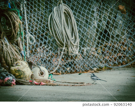 Motacilla walking by the side of fishing equipment Motacilla walking by the side of fishing equipment 92063140