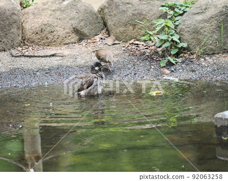 Starling parents and children bathing in a small pond in the park 92063258