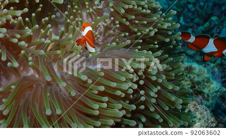 銀蓮花屬魚和海葵 銀蓮花屬魚和海葵 92063602