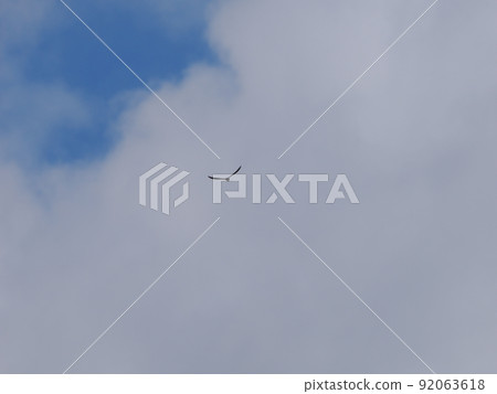 Swallow flight in the summer sky 92063618