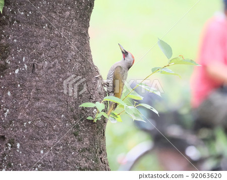 Japanese green woodpecker male in the park 92063620