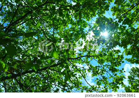 Blue sky and sun, fresh green forest with light and dark Blue sky and sun, fresh green forest with light and dark 92063661