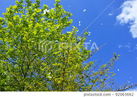 A park in Otaru, Hokkaido, a tree where a large group of green-veined white butterflies flock 92063662