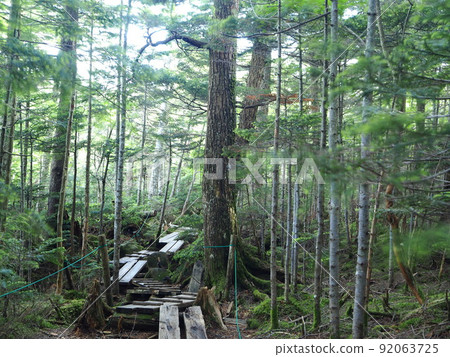 Nagano Prefecture Shirakomaike moss and virgin forest scenery July Nagano Prefecture Shirakomaike moss and virgin forest scenery July 92063725