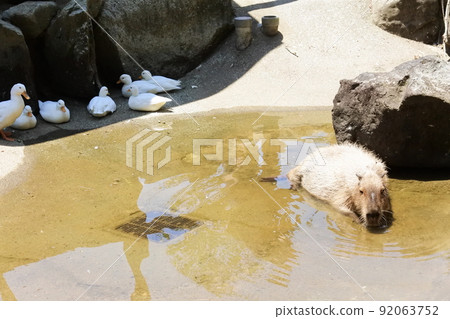 水豚淹沒在水中,鴨子聚集在樹蔭下 水豚淹沒在水中,鴨子聚集在樹蔭下 92063752