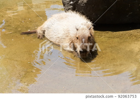 Capybara soaked in water 92063753
