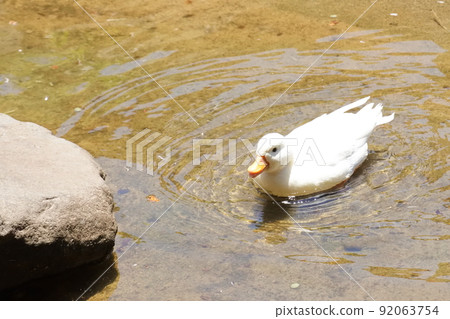 Duck swimming in the pond 92063754