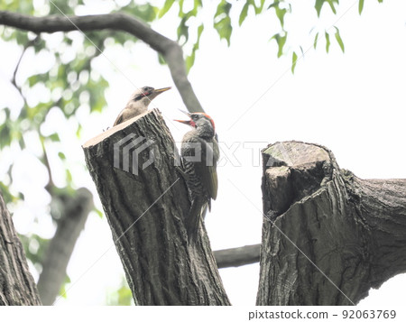 Japanese green woodpecker parent and child in the park 92063769