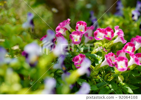 在夏天開花的新鮮的 torenia 花壇 在夏天開花的新鮮的 torenia 花壇 92064108