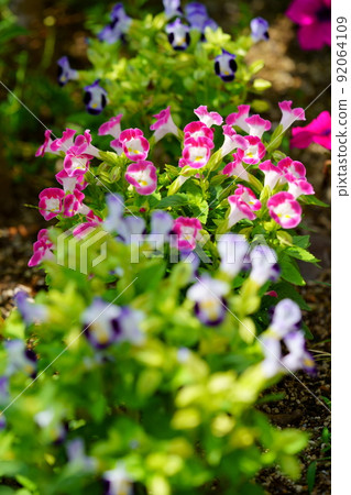 在夏天開花的新鮮的 torenia 花壇 在夏天開花的新鮮的 torenia 花壇 92064109