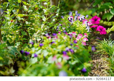 在夏天開花的新鮮的 torenia 花壇 92064117