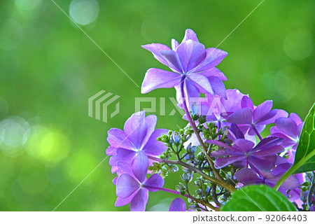 hydrangea   92064403