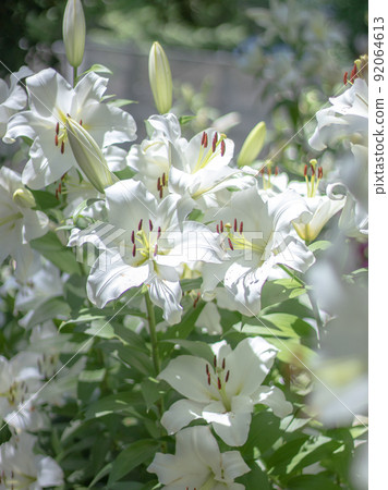 Lily flowers blooming in Hibiya Park Lily flowers blooming in Hibiya Park 92064613