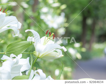 日比谷公園盛開的百合花 日比谷公園盛開的百合花 92064634