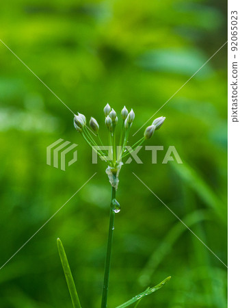 spring, leek 92065023