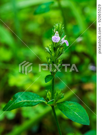 spring, flower 92065029