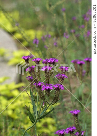馬鞭草花 馬鞭草花 92065201