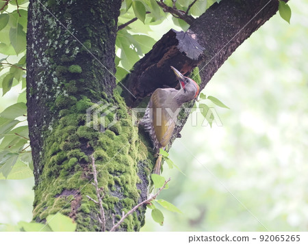 日本綠色啄木鳥男性在公園 日本綠色啄木鳥男性在公園 92065265