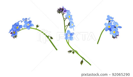 Set of blue forget-me-not flowers isolated 92065290